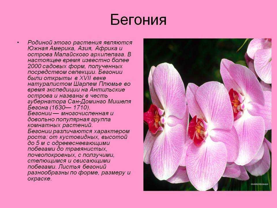 Бегония мэсона болезни. бегония мэсона: особенности вида, правила ухода и размножения. освещение и место
