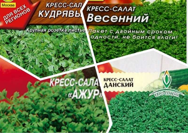Кресс-салат на подоконнике: как выращивать самому