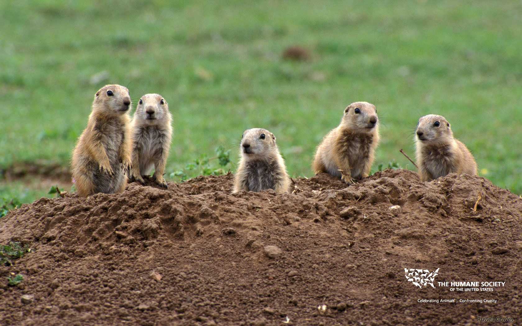 Китайские собачки грызуны на даче фото