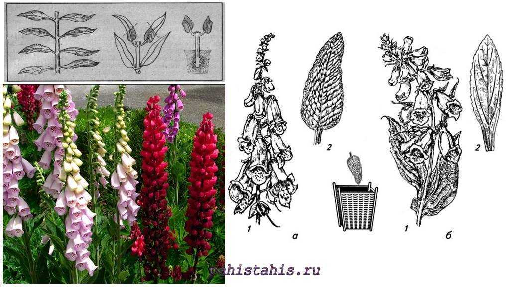 Как вырастить наперстянку из семян? когда сажать? посев, доращивание. высадка рассады. фото — ботаничка
