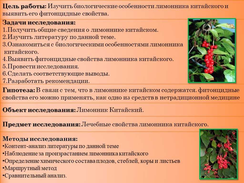 Лимонник китайский: выращивание, уход и полезные свойства