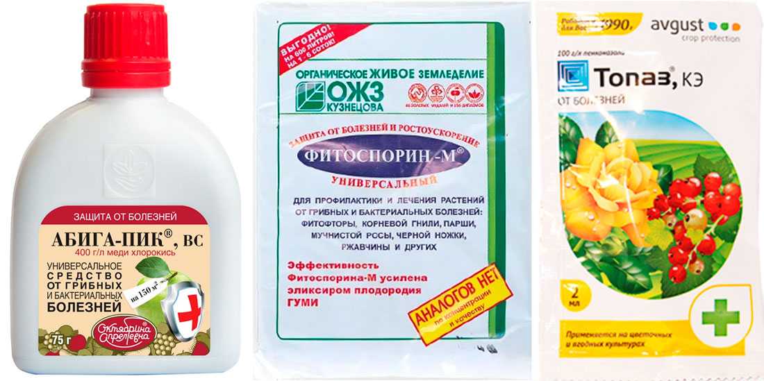 Ржавчина на груше: скор, хом, фитолавин д и другие системные фунгициды, схема обработки