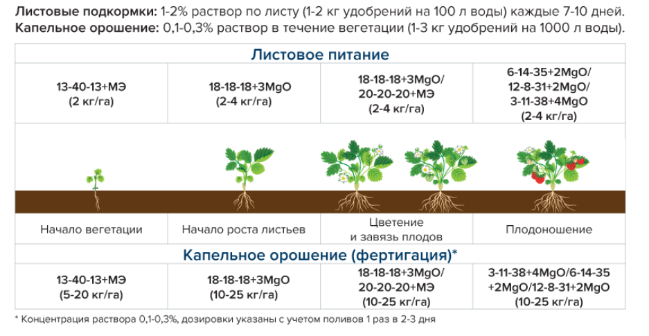 Как из ягоды клубники вырастить рассаду: инструкция, нюансы, технологии