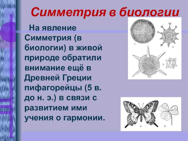 Виды симметрии презентация, доклад, проект на тему