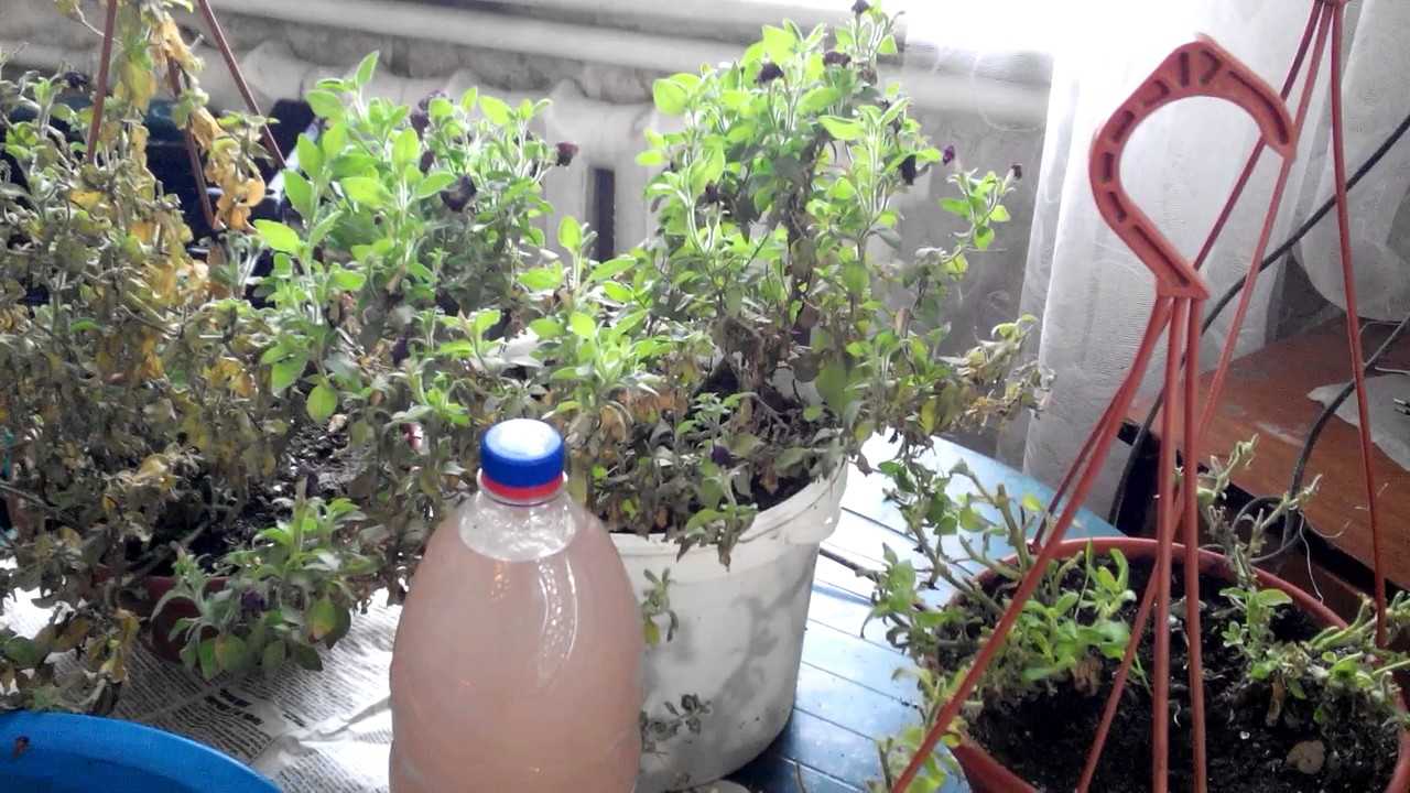 Можно ли выращивать петунию как комнатное растение