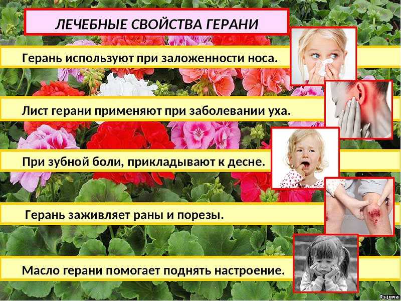 В данной статье рассказывается о том, как применяется герань при боли в ухе Здесь подробно раскрывается то, можно ли использовать полезные свойства листа этого растения для лечения отита и других недугов
