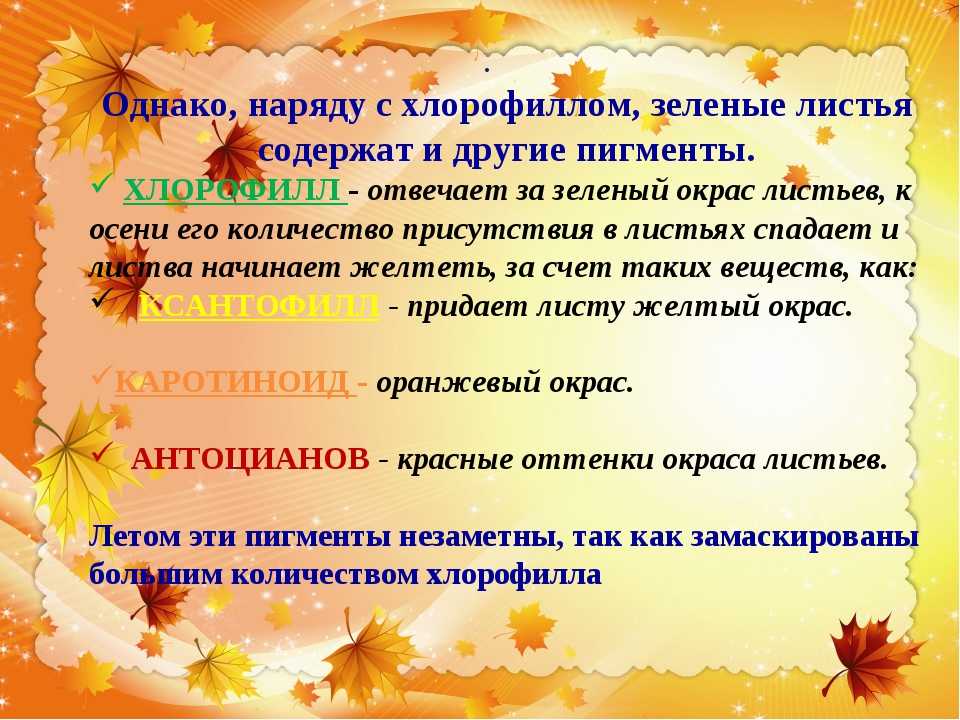 Виды дуба: популярные представители рода с описанием и фото