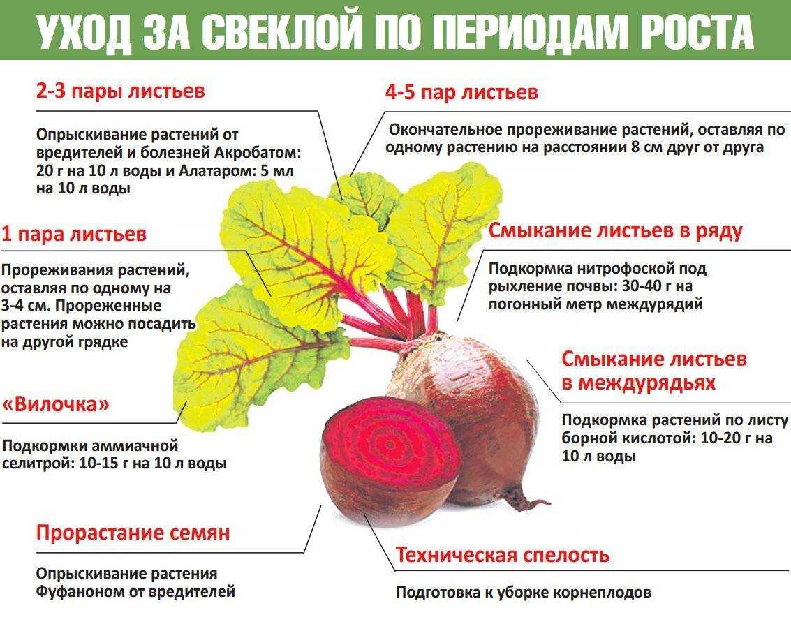 Когда сеять базилик в открытый грунт весной: советы экспертов