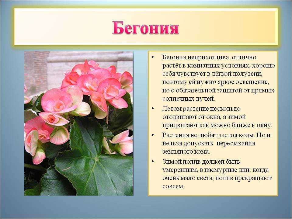 Статья о нецветущем комнатном растении бегонии декоративно-лиственной Вы узнаете об особенностях ухода и размножения этого вида в домашних условиях, а также сможете увидеть фото с названиями разных сортов
