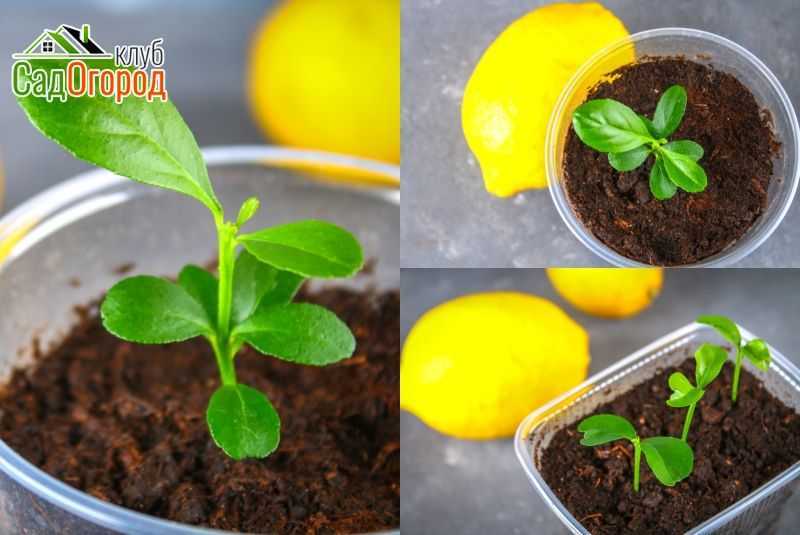 Выращивание лимона из косточки в домашних условиях: так ли это сложно?