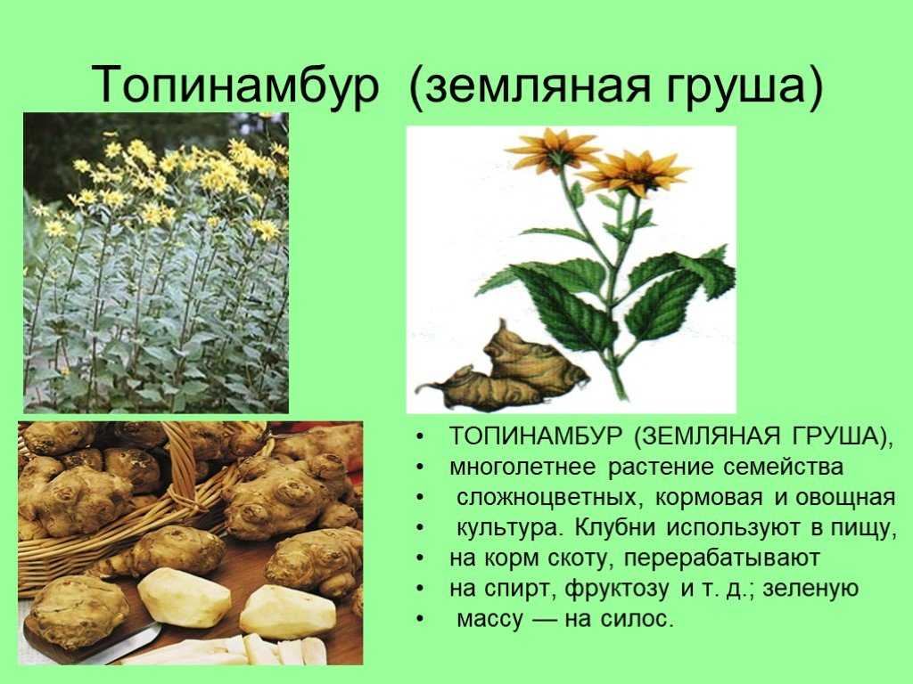Порошок топинамбура: польза и вред, как принимать, как приготовить