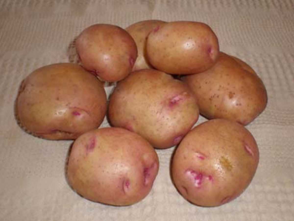Картофель бородянский розовый: характеристика сорта, особенности агротехники, отзывы