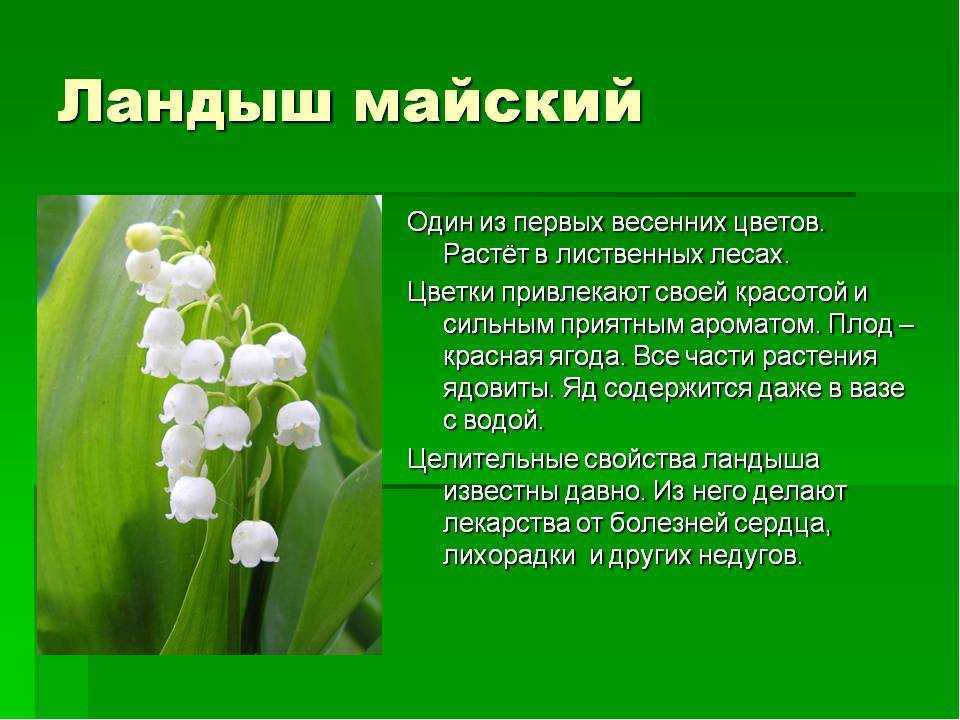 Ландыш: внешний вид, фото, особенности, интересные факты, среда обитания