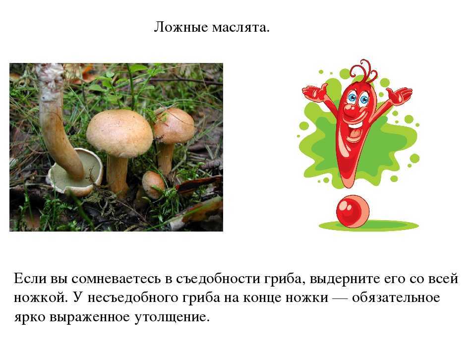 Грибы маслята: описание видов и рецепты приготовления