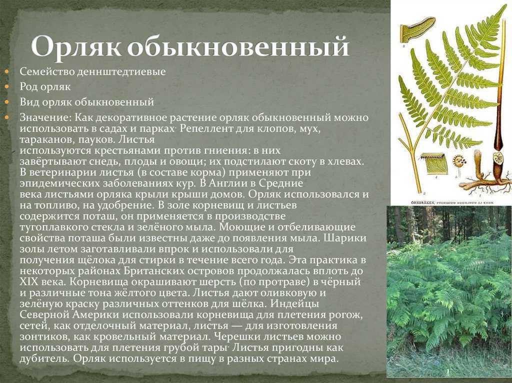Папоротник кочедыжник: фото, виды и сорта, особенности посадки и ухода selo.guru — интернет портал о сельском хозяйстве