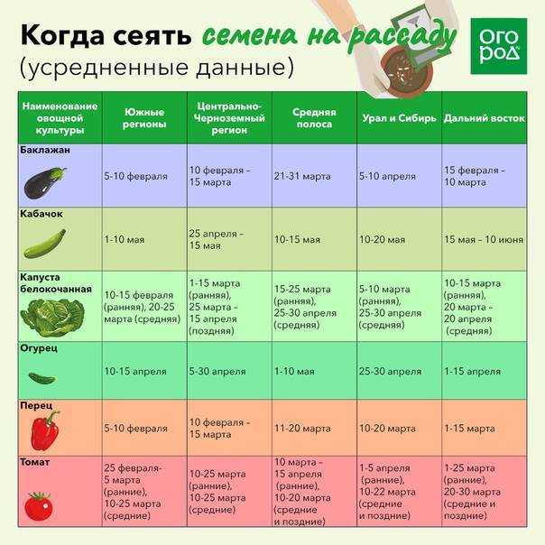 ✅ выращивание тыквы в открытом грунте: правила, особенности ухода, советы