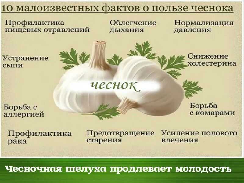 Молодой чеснок: польза и вред, рецепты, как вырастить в домашних условиях