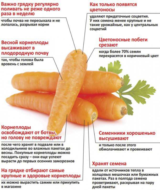 Как вырастить хорошую и здоровую морковь: советы по уходу от посева до урожая