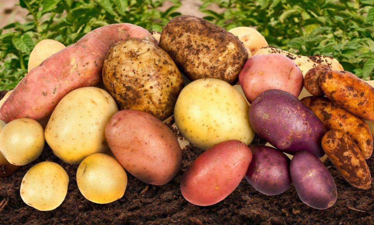 Лучшие сорта картофеля на 2023 год: самые вкусные и урожайные