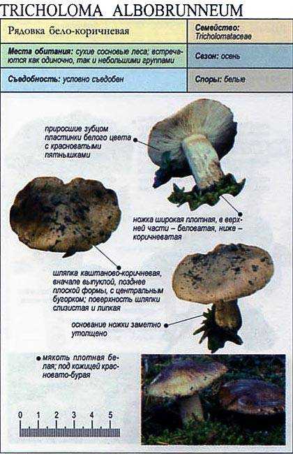 Рядовка: польза и виды грибов | food and health