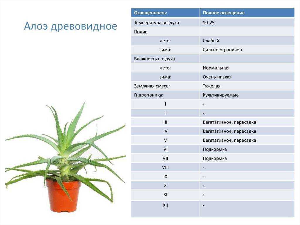 Пережить жару: 6 советов по уходу за комнатными растениями летом