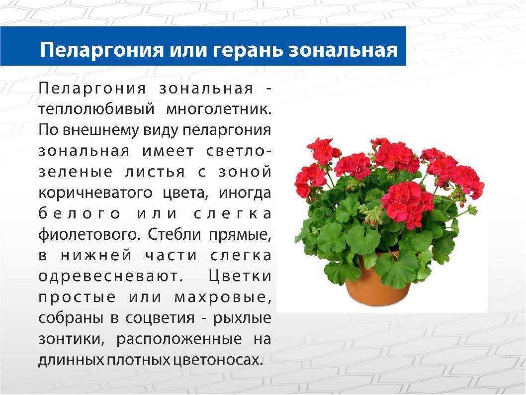 Пеларгония махровая: описание и фото сорта ангел, а также фиолетовых и белых видов, уход в домашних условиях, особенности размножения семенами и черенками selo.guru — интернет портал о сельском хозяйстве