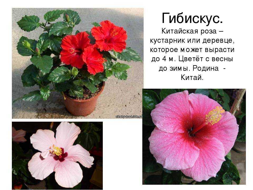 Гибискус комнатный (китайская роза, цветок смерти): уход в домашних условиях, приметы