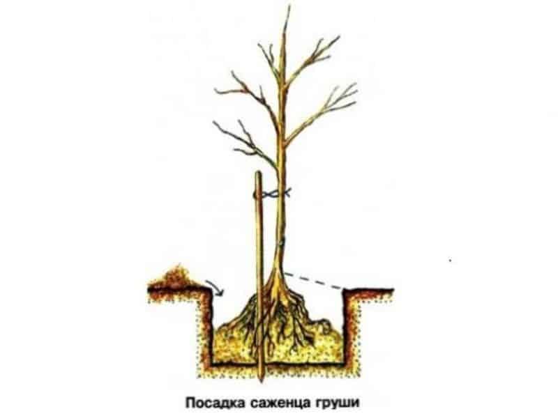 Расстояние между деревьями при посадке сада таблица