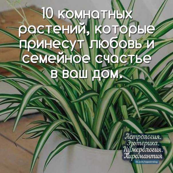 10 домашних цветов на счастье, любовь и удачу