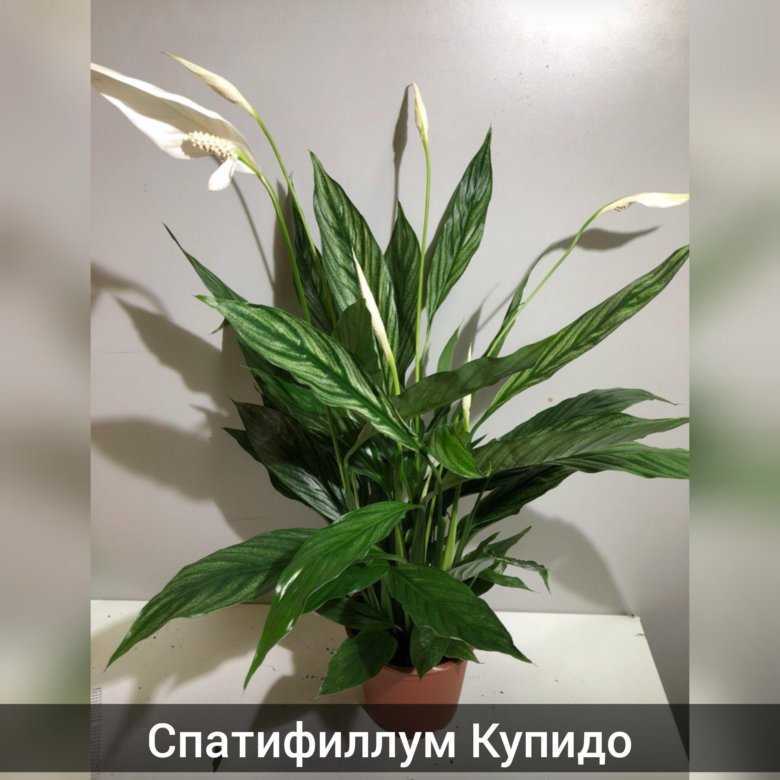 Из статьи вы узнаете об особенностях спатифиллума Купидо Мы покажем фото Компакта, Пестролистного и других подсортов и разновидностей цветка, а также дадим пошаговую инструкцию по уходу за растением в домашних условиях
