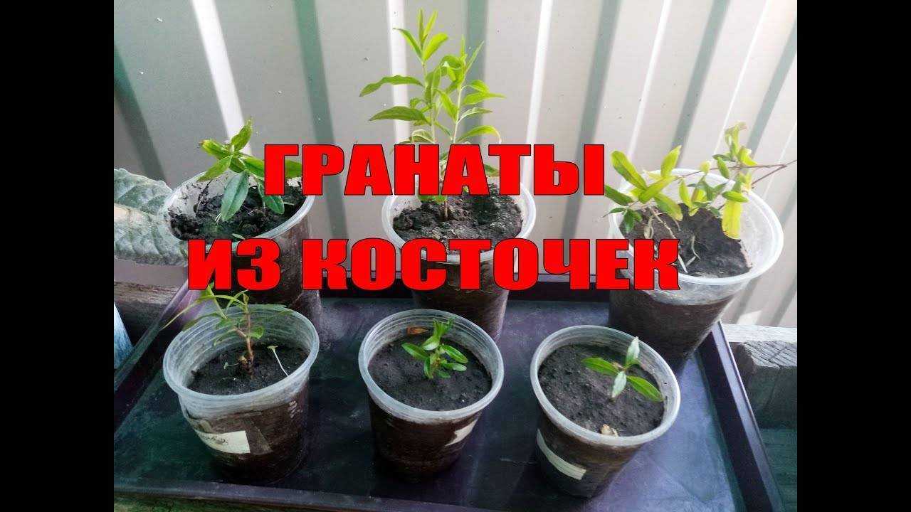 Гранат: выращивание в домашних условиях