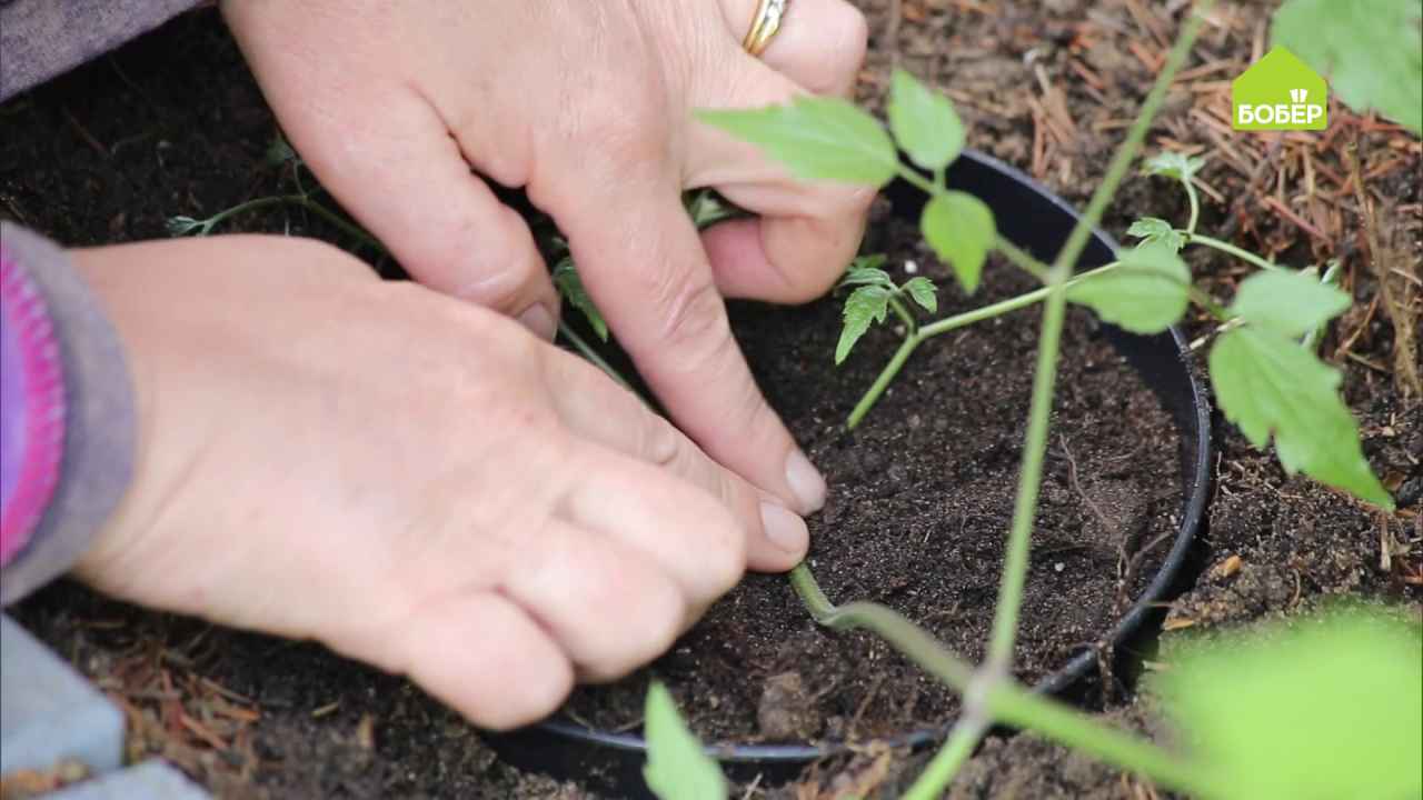 Клематис размножение черенками осенью. размножение клематисов отводками