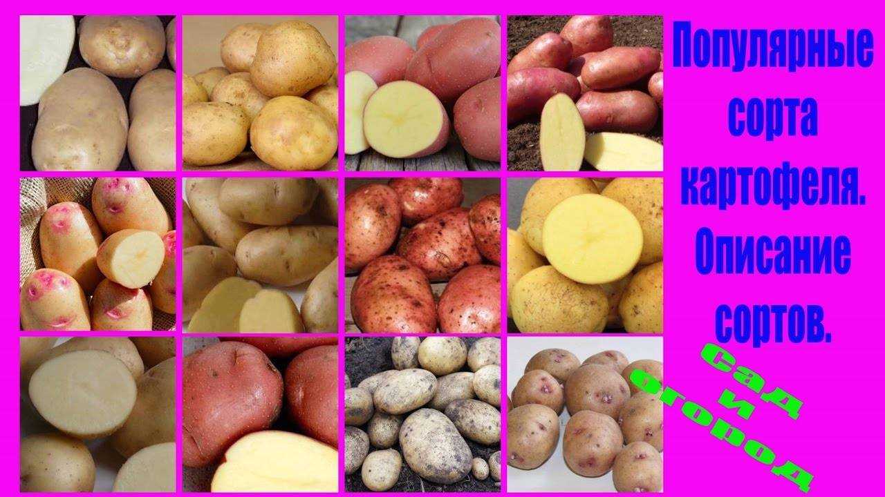 Картофель