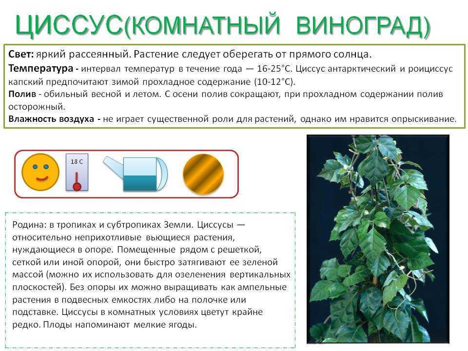 Каллизия ползучая мелколистная репенс: описание и уход в домашних условиях