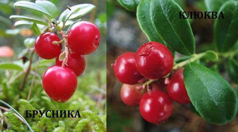 Чем отличается клюква от брусники: полезные свойства и вред