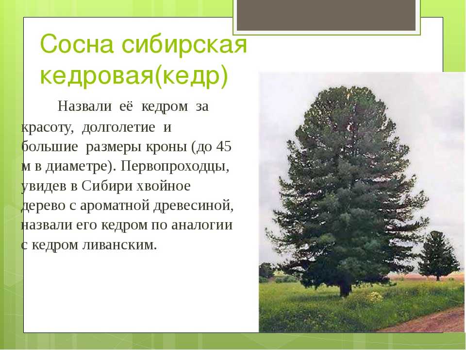 Кедр обыкновенный: описание дерева и ареал обитания в мире