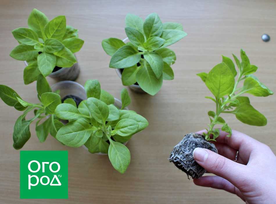 Петуния зимой как маточное и красивоцветущее комнатное растение. черенкование петуний