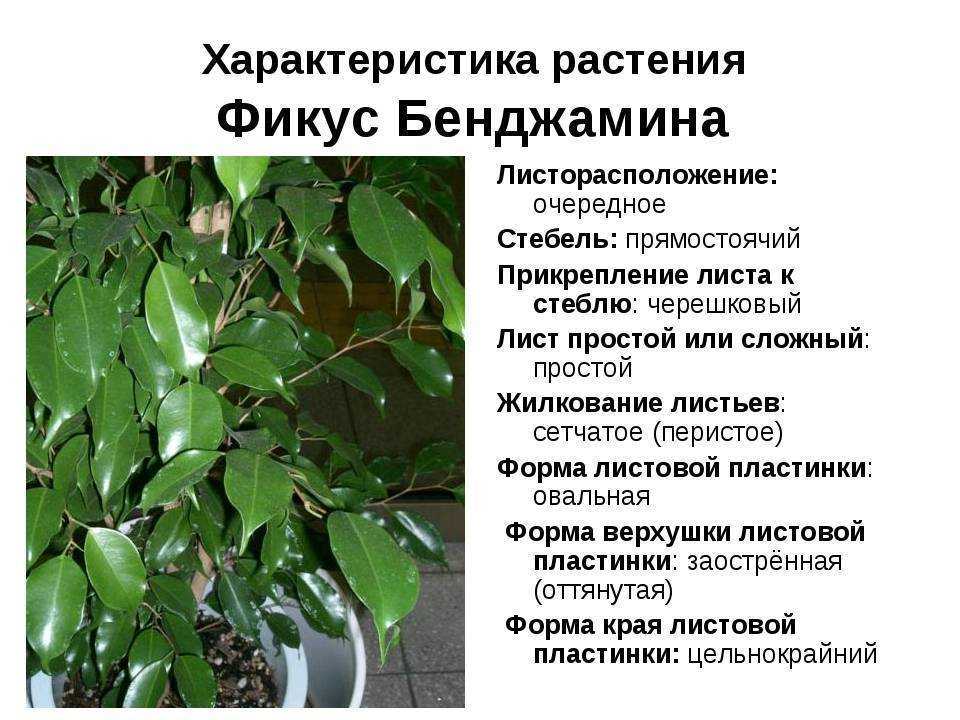 Фикус бенджамина сбрасывает листья: причина и что делать, чтобы спасти растение и не дать ему погибнуть, почему сохнет и опадает молодая листва