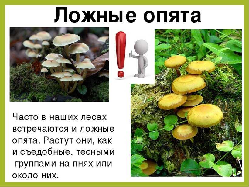 Съедобные и несъедобные опята, как отличить + фото