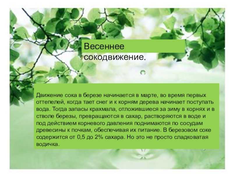 Когда начинается сокодвижение у деревьев? - интернет-журнал "дом и быт"