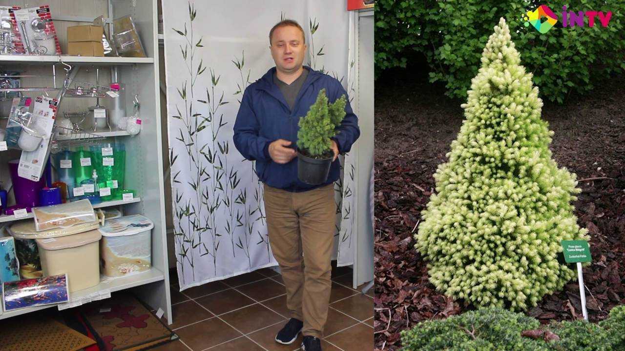 Канадская ель: описание и выращивание дерева