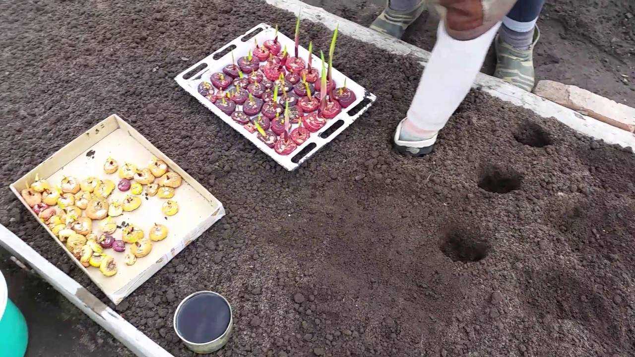 Как и когда посадить луковицы гладиолуса в открытый грунт