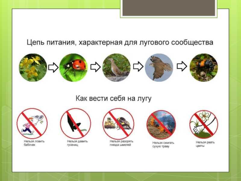 Боремся с тлей — одним из самых распространенных садовых вредителей