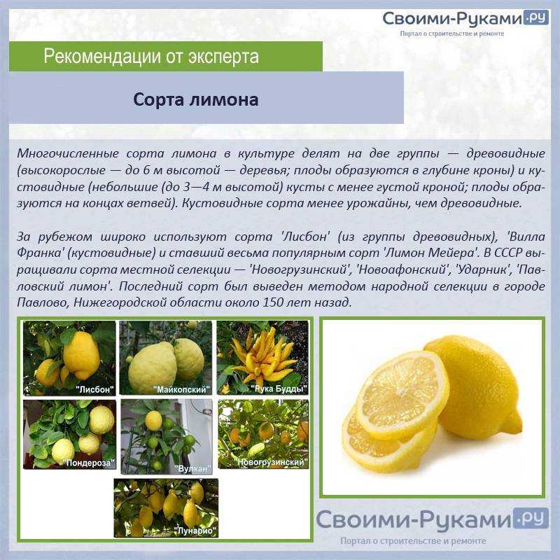 Вечнозеленый лимон мейера: описание, уход за растением, размножение, болезни и вредители