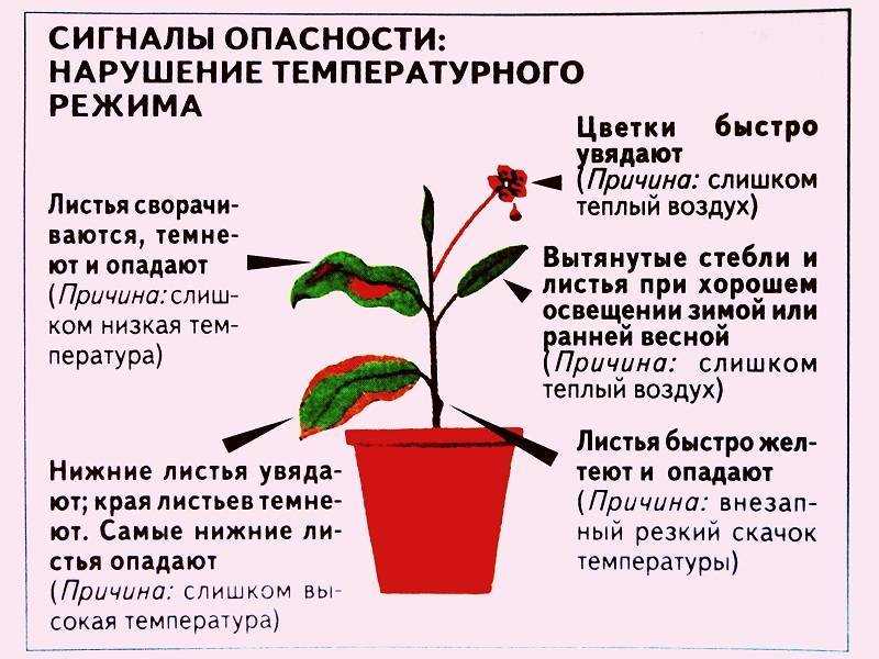 Уход за хойей в домашних условиях: фото воскового плюща, состав грунта и выбор горшка, удобрения и полив, пересадка комнатного цветка, методы размножения растениядача эксперт