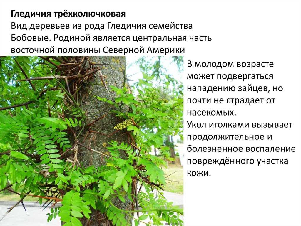 ᐉ гледичия трёхколючковая описание и особенности - roza-zanoza.ru