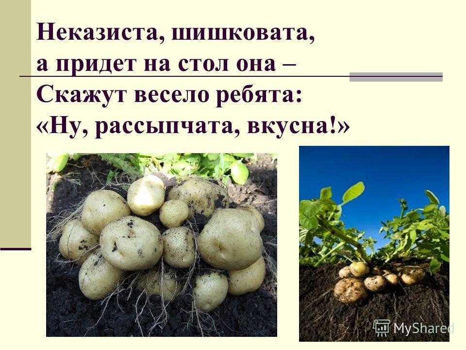 Картошка в мундире: как вкусно приготовить картофель чтобы он не разварился