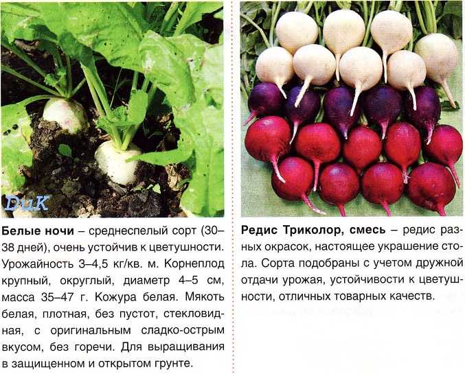 Сорта редиса для открытого грунта – самые популярные ранние и поздние виды + видео