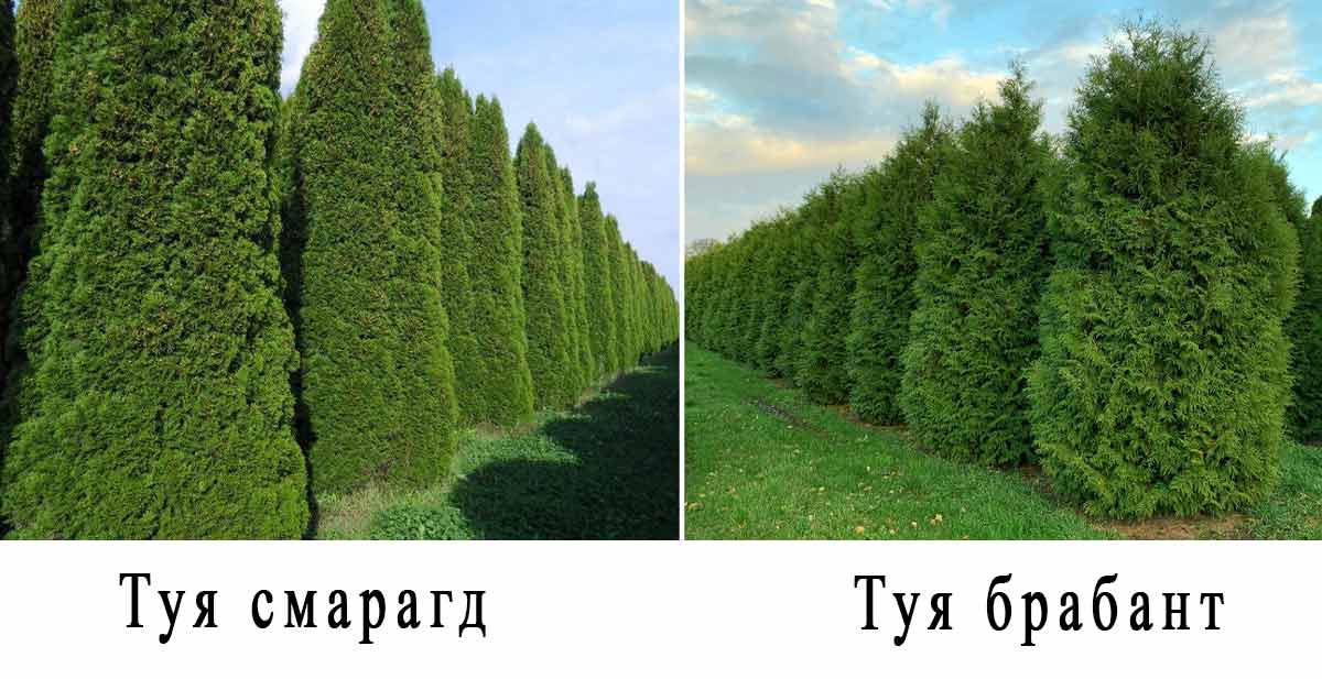 Туя западная брабант (thuja occidentalis brabant): описание сорта с фото, посадка и уход в открытом грунте осенью, живая изгородь из туи