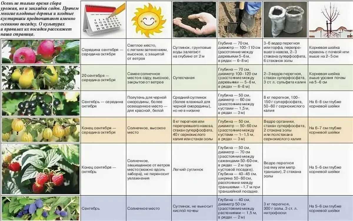Смородина: выращивание в саду, виды и сорта
